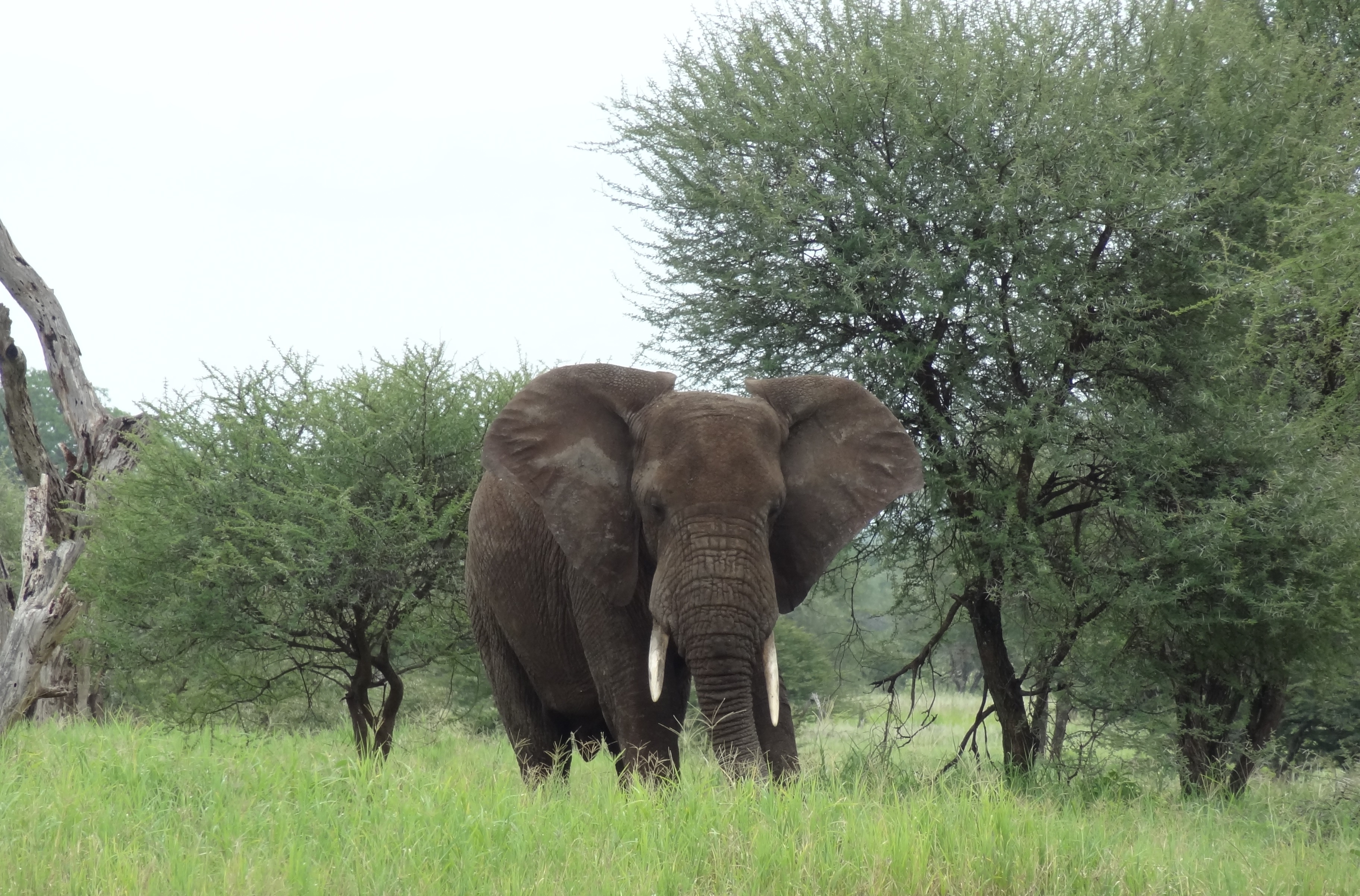  2 days Tanzania safari