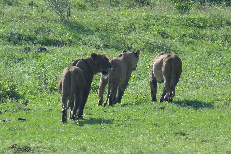  4 days Tanzania safari