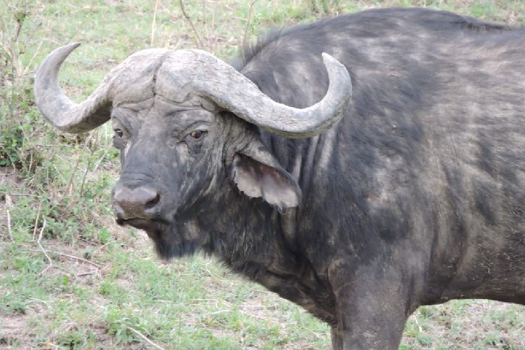  6 days Tanzania safari